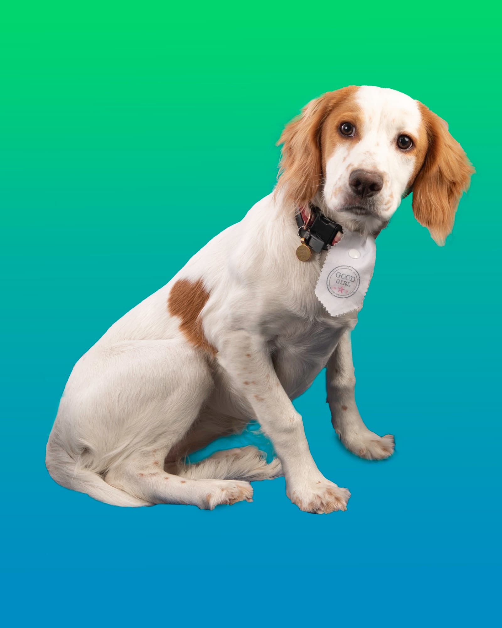 Percy, the Wessex Dental Laboratory dog